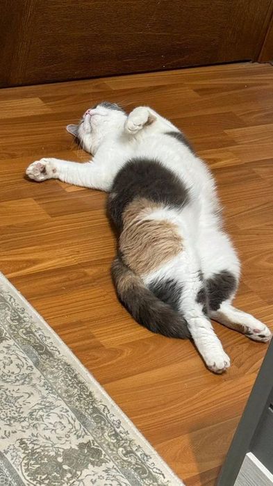 Uy mushugi, calico, turk angorasi