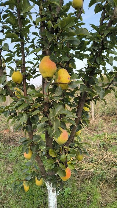 Pomi fructiferi altoiti