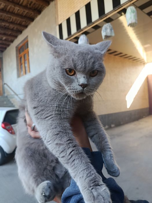 Scottish Straight 7 oyli oĝil bola mushuk sotiladi