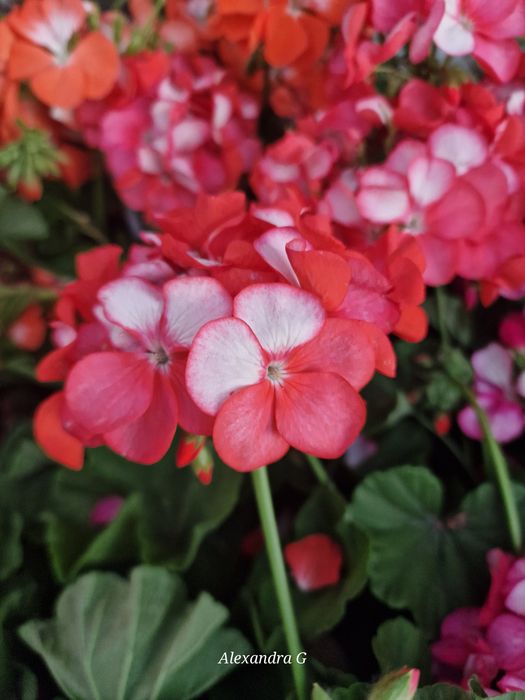 Пеларгония срезом