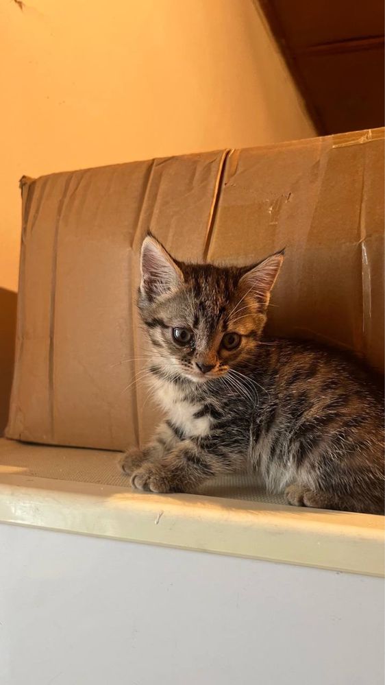 Котята бесплатно в добрые надежные руки!