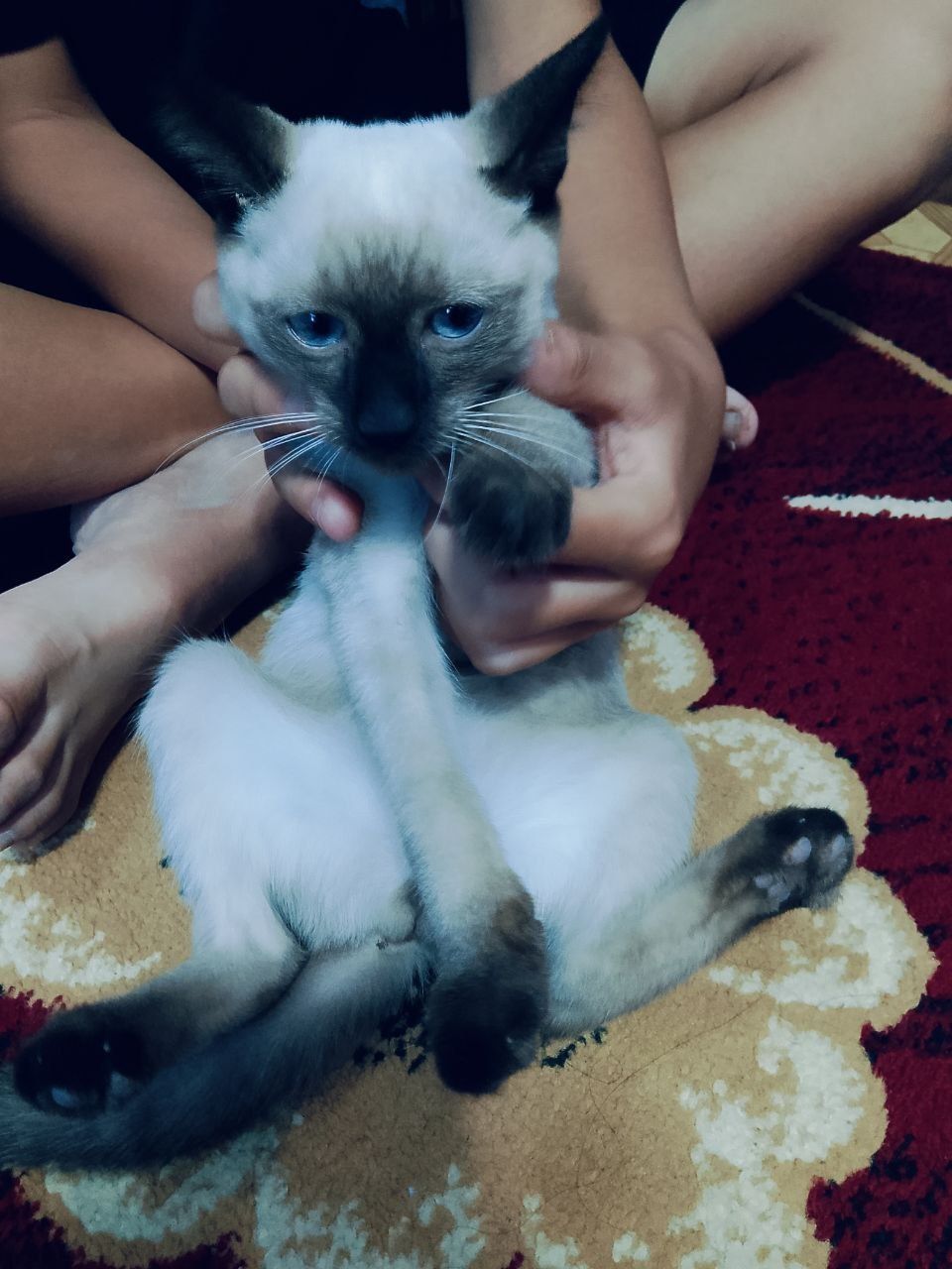 Сиамский пишиклар