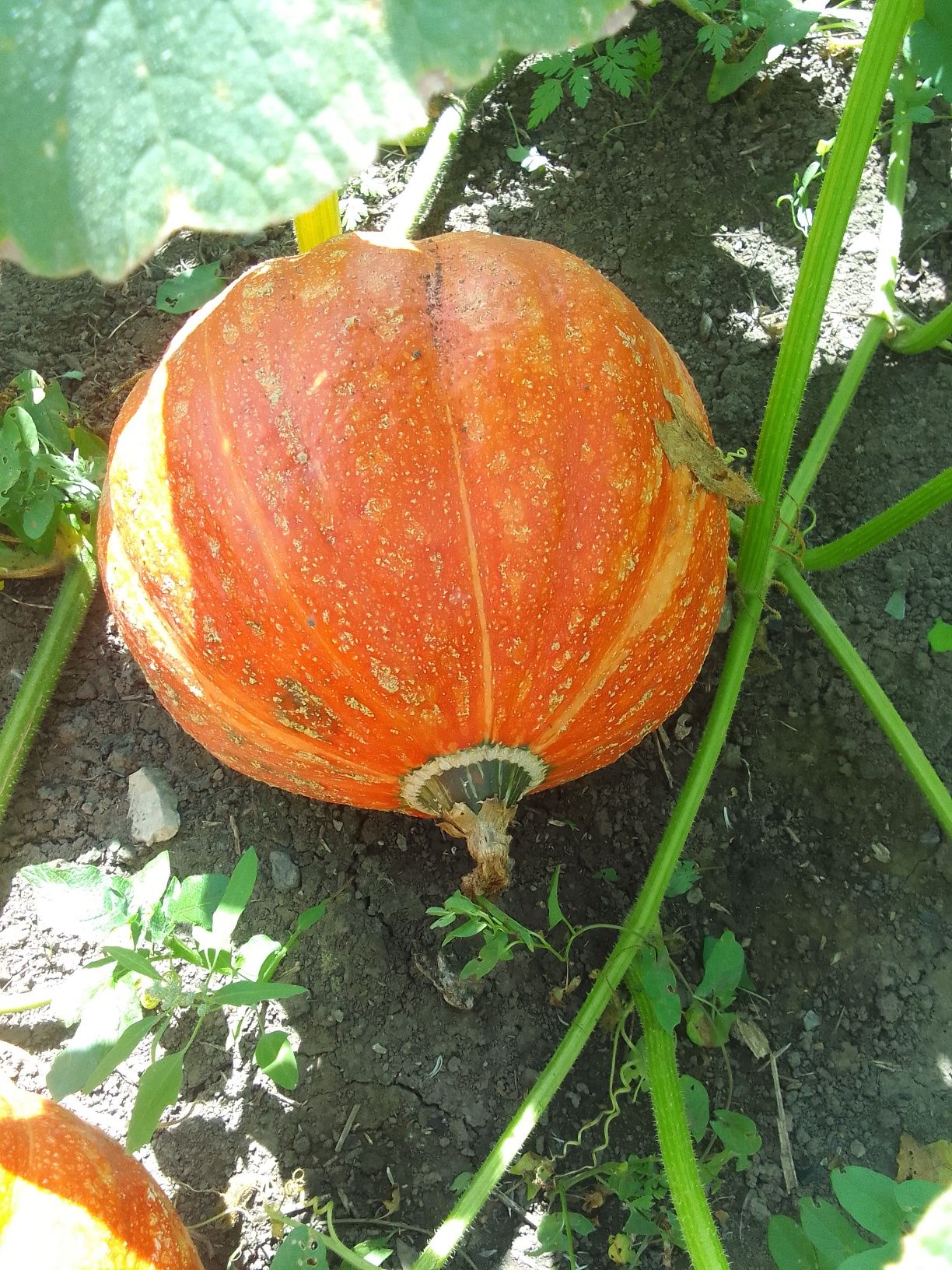 Продам тыкву разных размеров