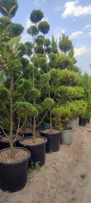 Gazon ekish  landshaft