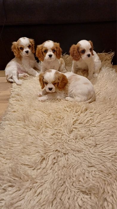 Продавам кавалер кинг чарлз шпаньол