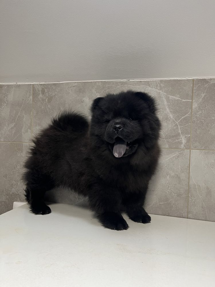 Chow chow negru