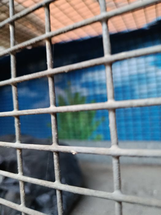 Клетка ССР сетка