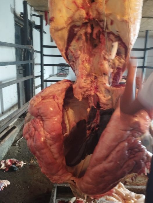 Жылкы еты.Сатылады согым.