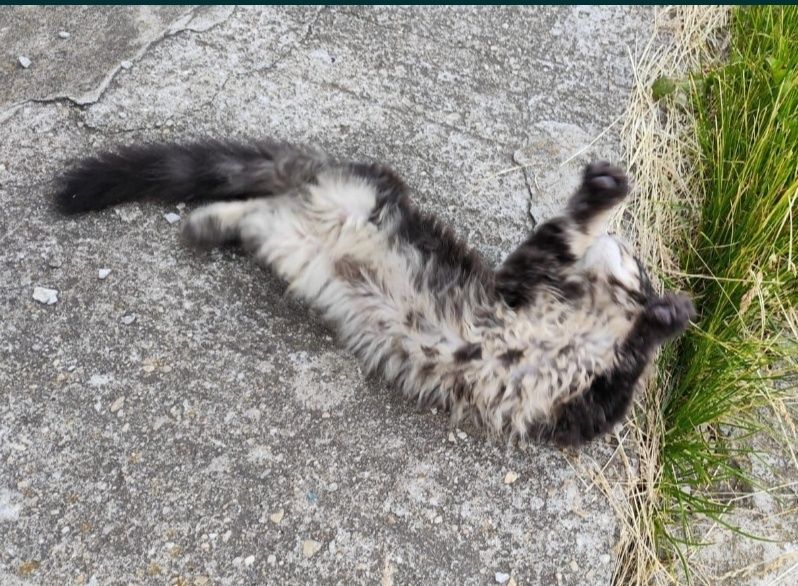Motănel Maine Coon