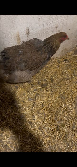 Găini brahma potârnichiu