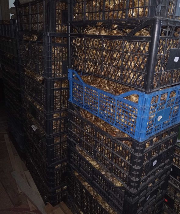 Bulbi de tuberoze parfumate-roz