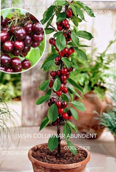 Pomi fructiferi COLUMNARI Anul 3 de vegetație direct de la PRODUCĂTOR