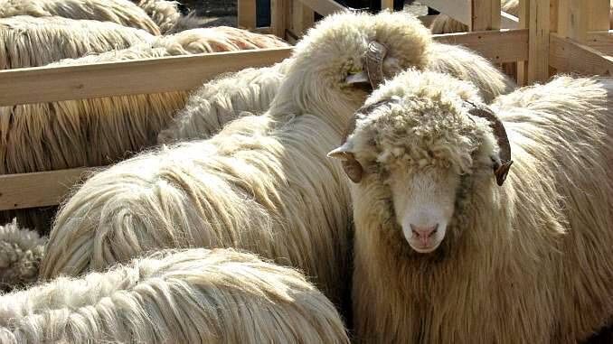 Vand 180 oi turcane sanatoase si tinere