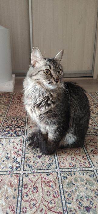 Кошка (чистый) Майкун , семь месяцев