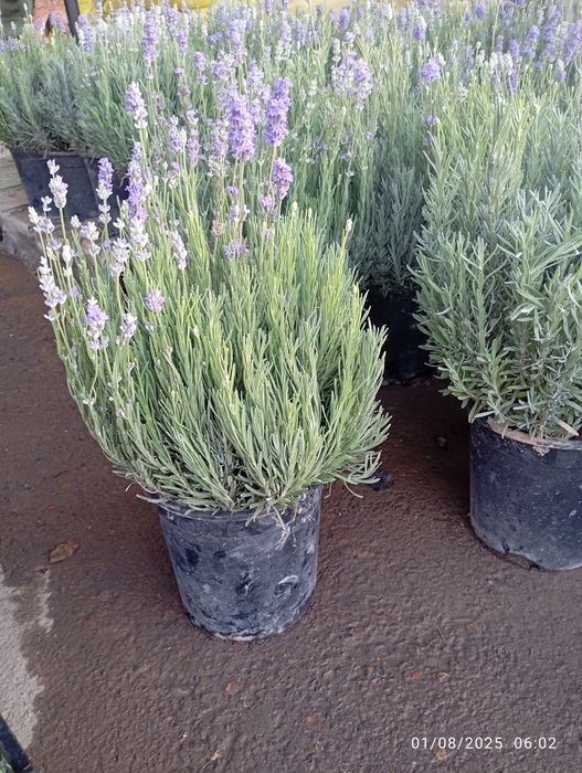 Lavanda razmarin  gullari cheklanmagan miqdorda sotiladi dona optom