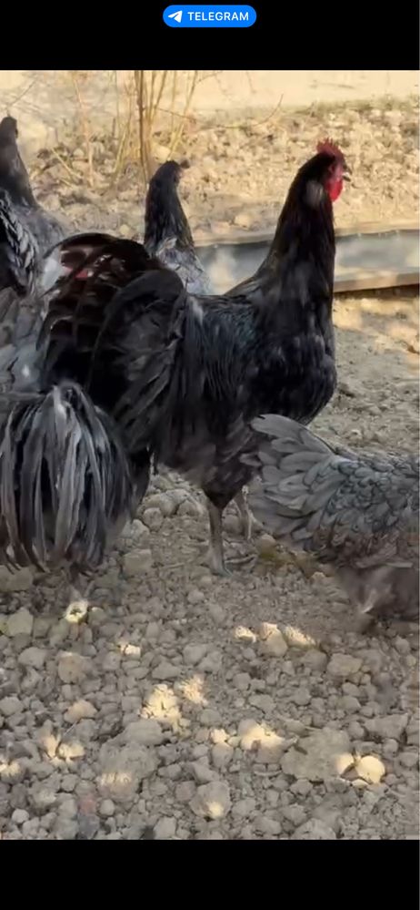 Австралорп Australorp — мясо-яичная порода циплята jo’ja жўжа