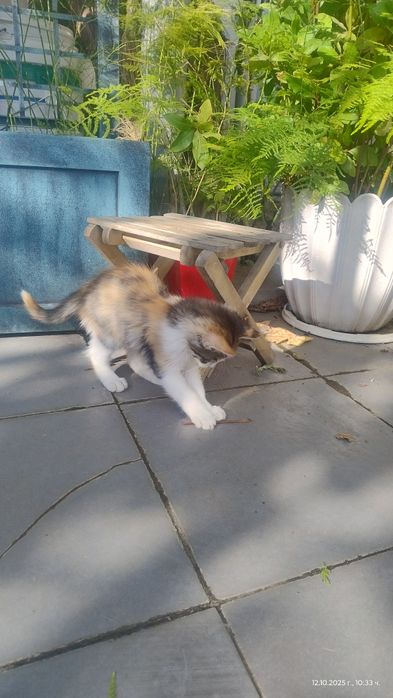Котета си търсят дом!
