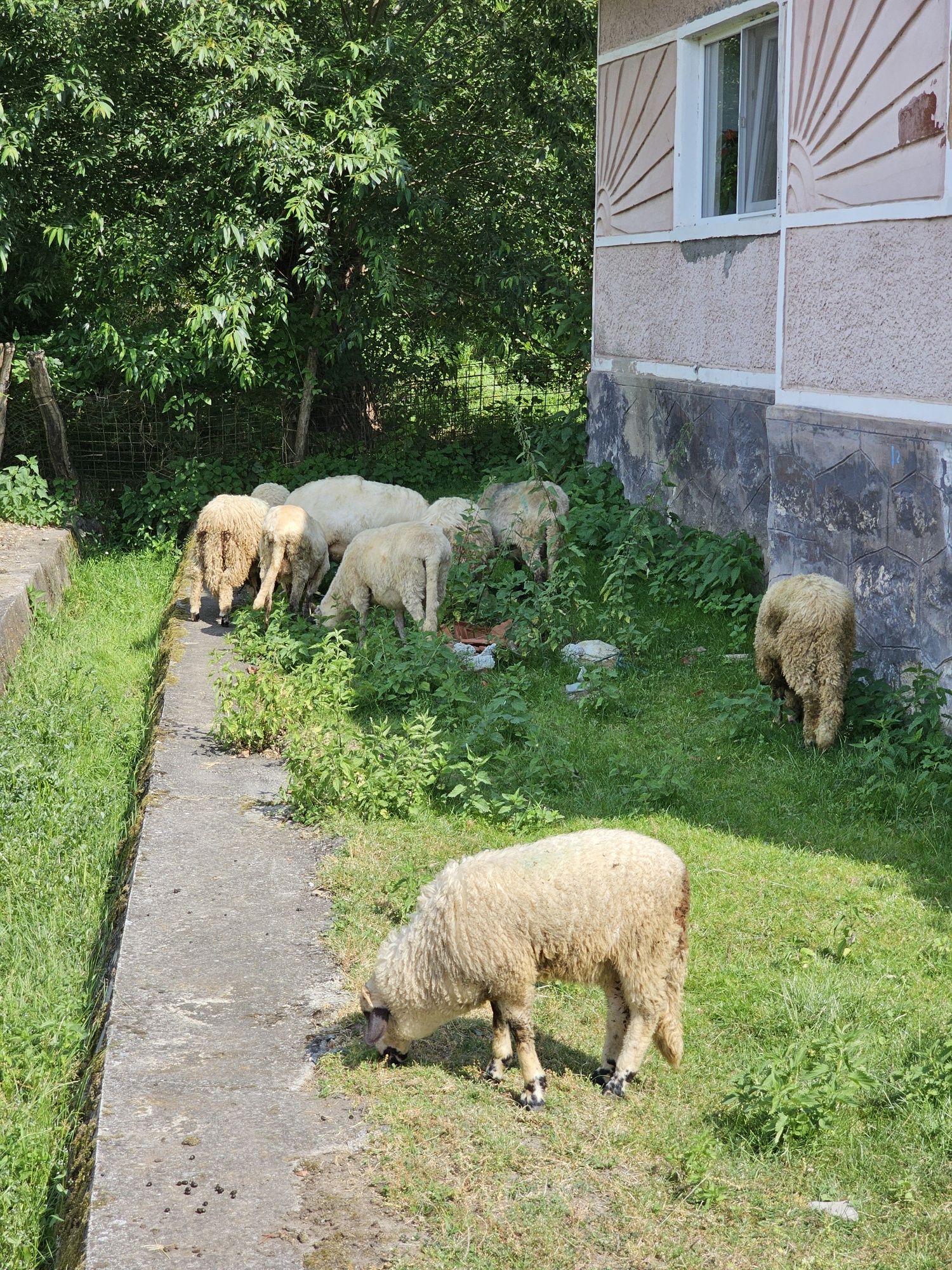 Vând miei intre 20 si 35 de kg
