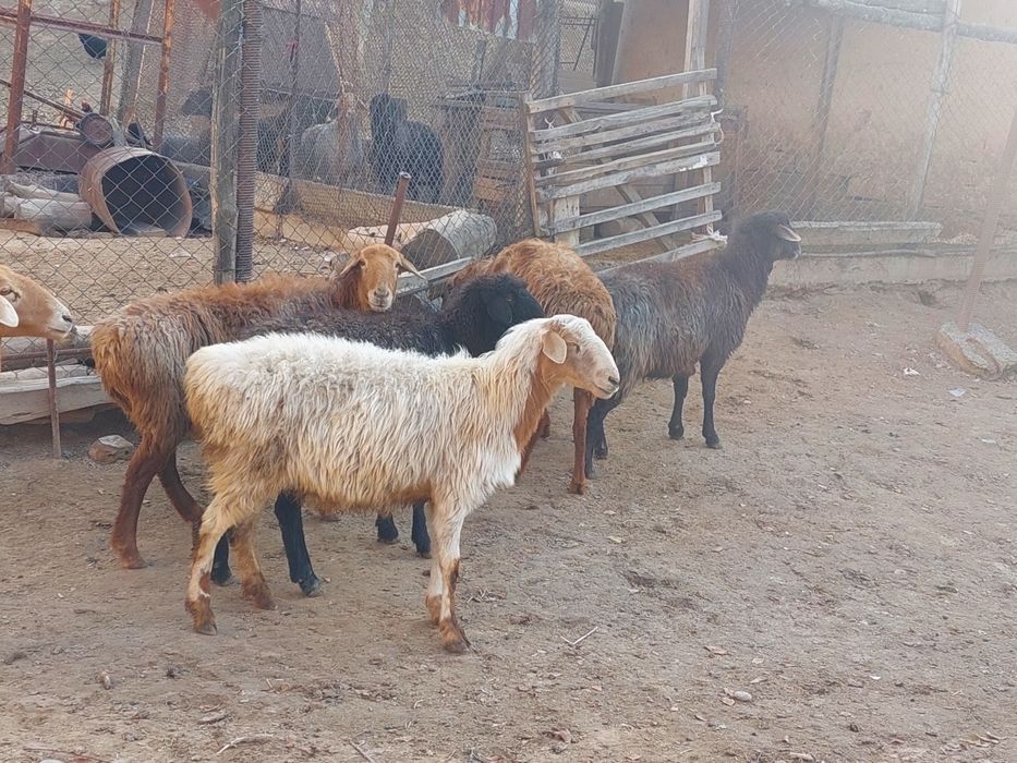 Қойлар  жеп тұрған бойдақ сатылады