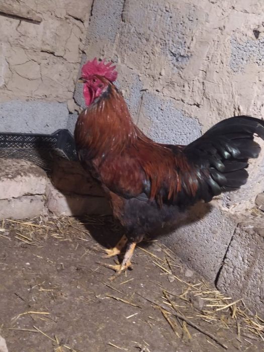 Қораздар сатылады. Петух продам.