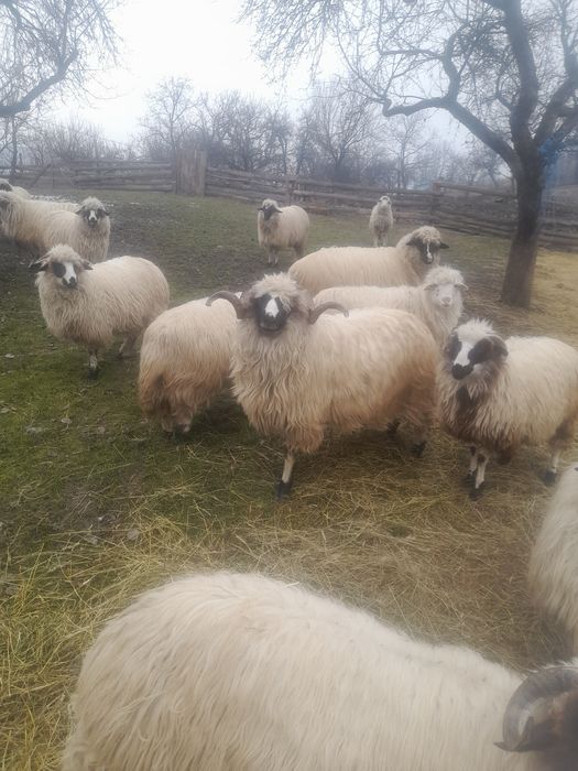 Disponibile posibil şi schimb