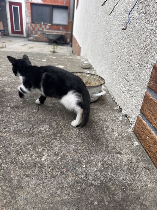 Donez pisici 2 negre si 2 alb cu negru
