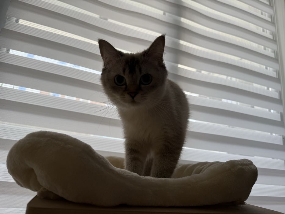 Чистокръвна британска късокосместа със сини очи