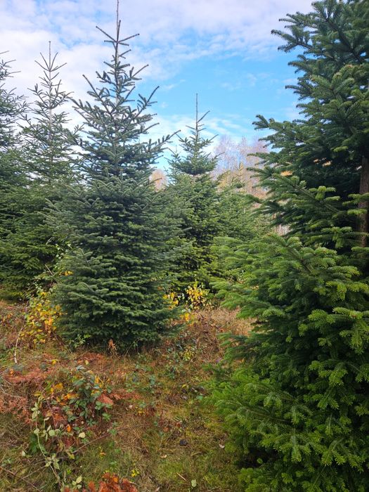 Brazi de craciun si cetina