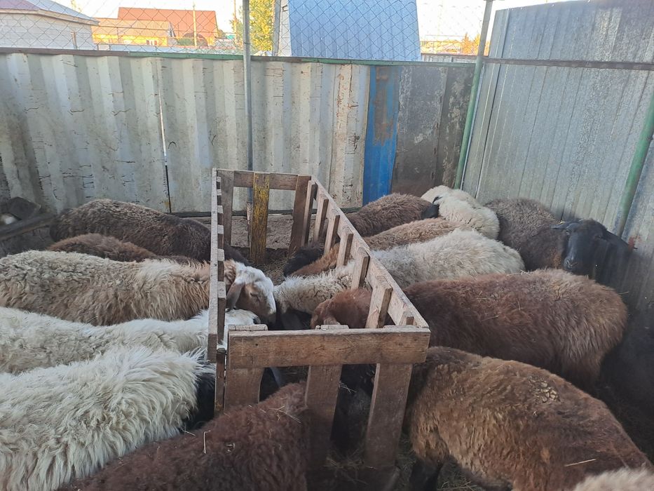 Продам овец или обмен
