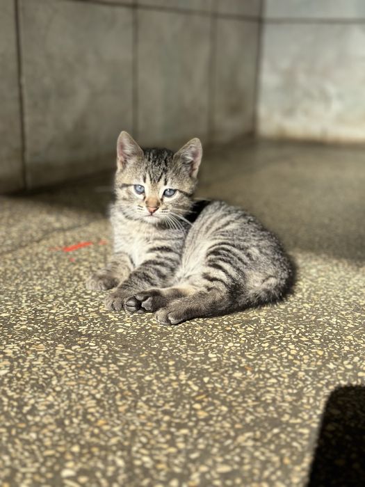 pisoi pentru adoptie