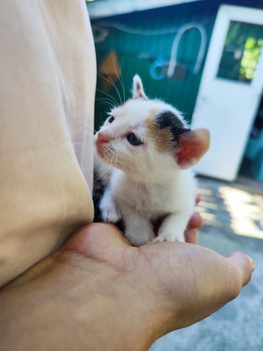 Ofer spre adopție pui pisica