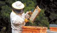 Mediu învățare apicultura