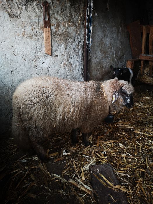 vand carlana din primavara