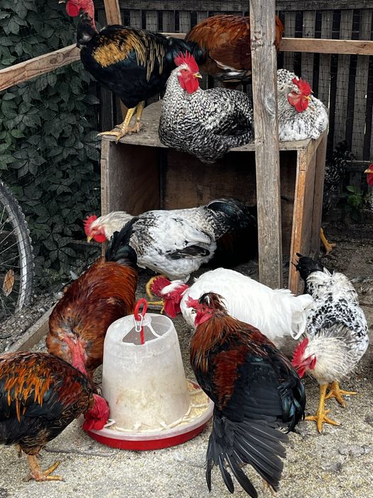 Vând cocoși de casă!
