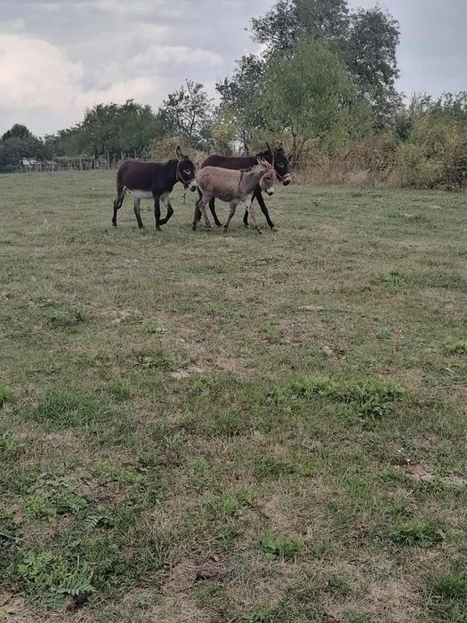 Vând măgari tineri