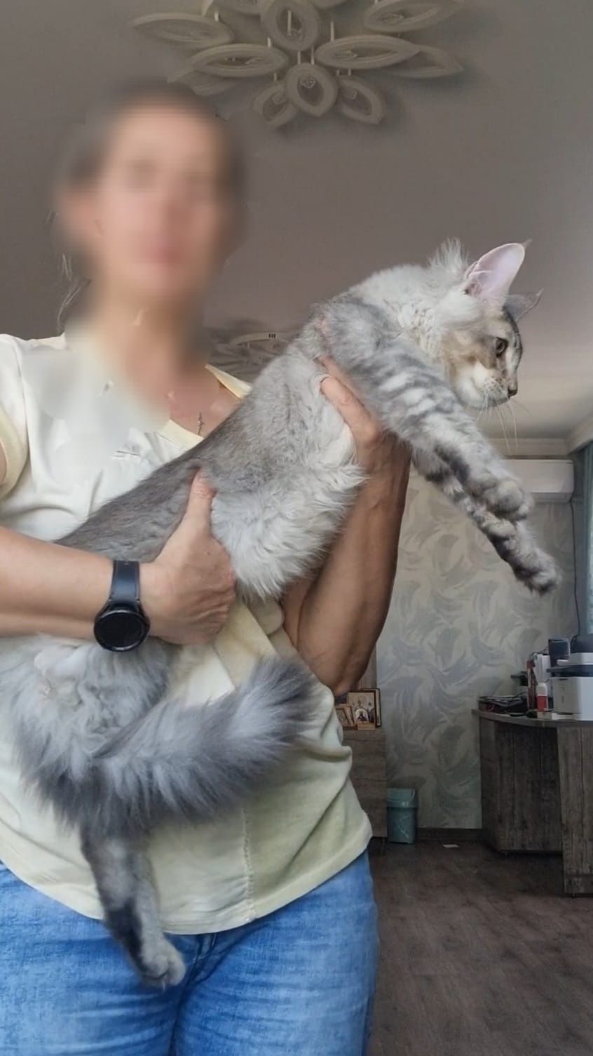 Котёнок Мейн-Кун