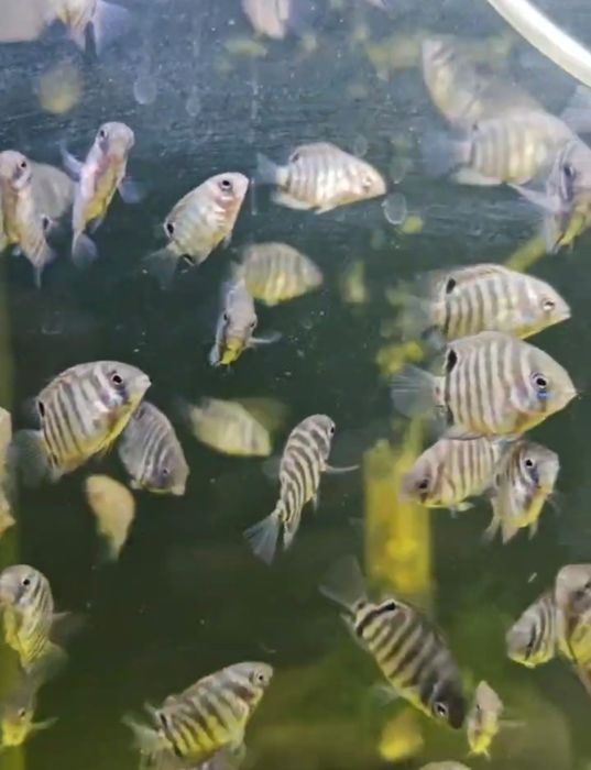 Продаются мальки Северума(ложный дискус) 2-3см.Продажа от 10 шт.