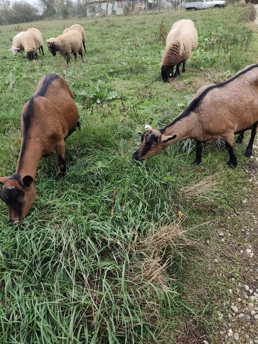 Vând Animale de rasa