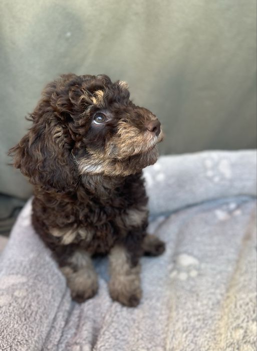 Мини пудели - кафяви