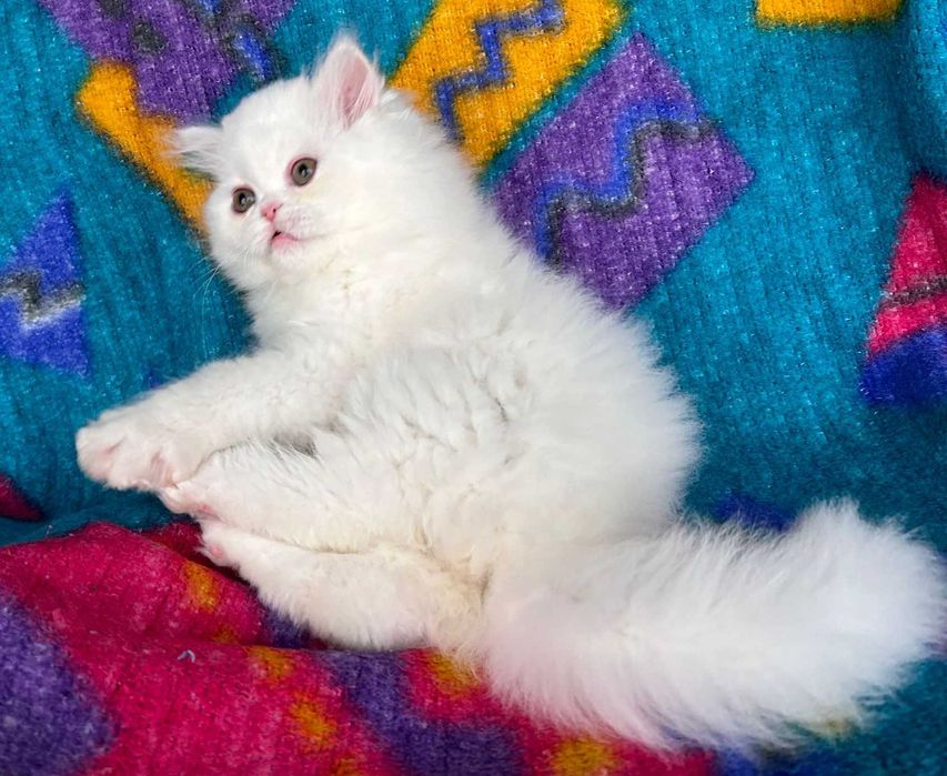 Pisoiaș Scottish Straight Longhair cu Pedigree - Cadou de Craciun