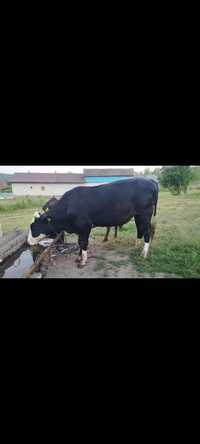 Holstein alb cu negru de