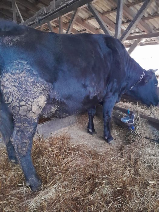 Junică Bălțată de vânzare