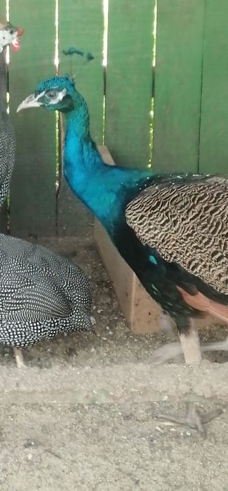 Păun mascul de vânzare