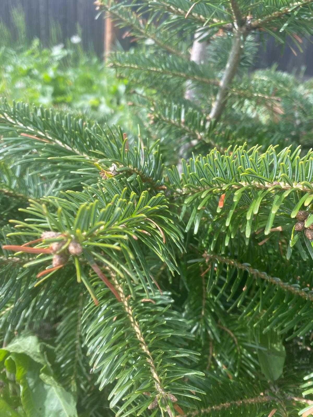 Teren Scanteia, sat Borosesti