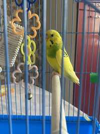 Продам попугая волнистого желто-зеленого цвета,  с клеткой