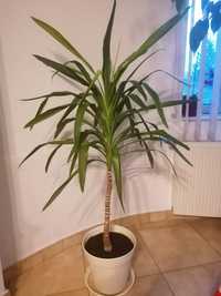 Planta Yucca 1.60m înălțime