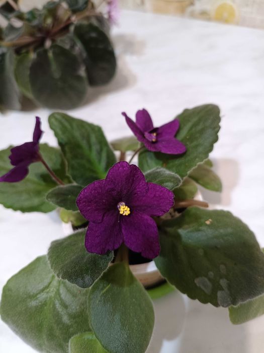 Продам фиалки и традесканцию