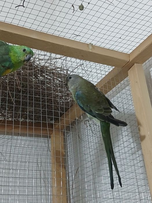 1 para pefchi sotiladi soglom tayyor parasi 550 ming