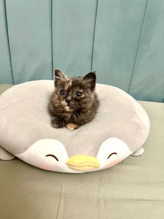 Котенок. 1,5 месяца. Девочка