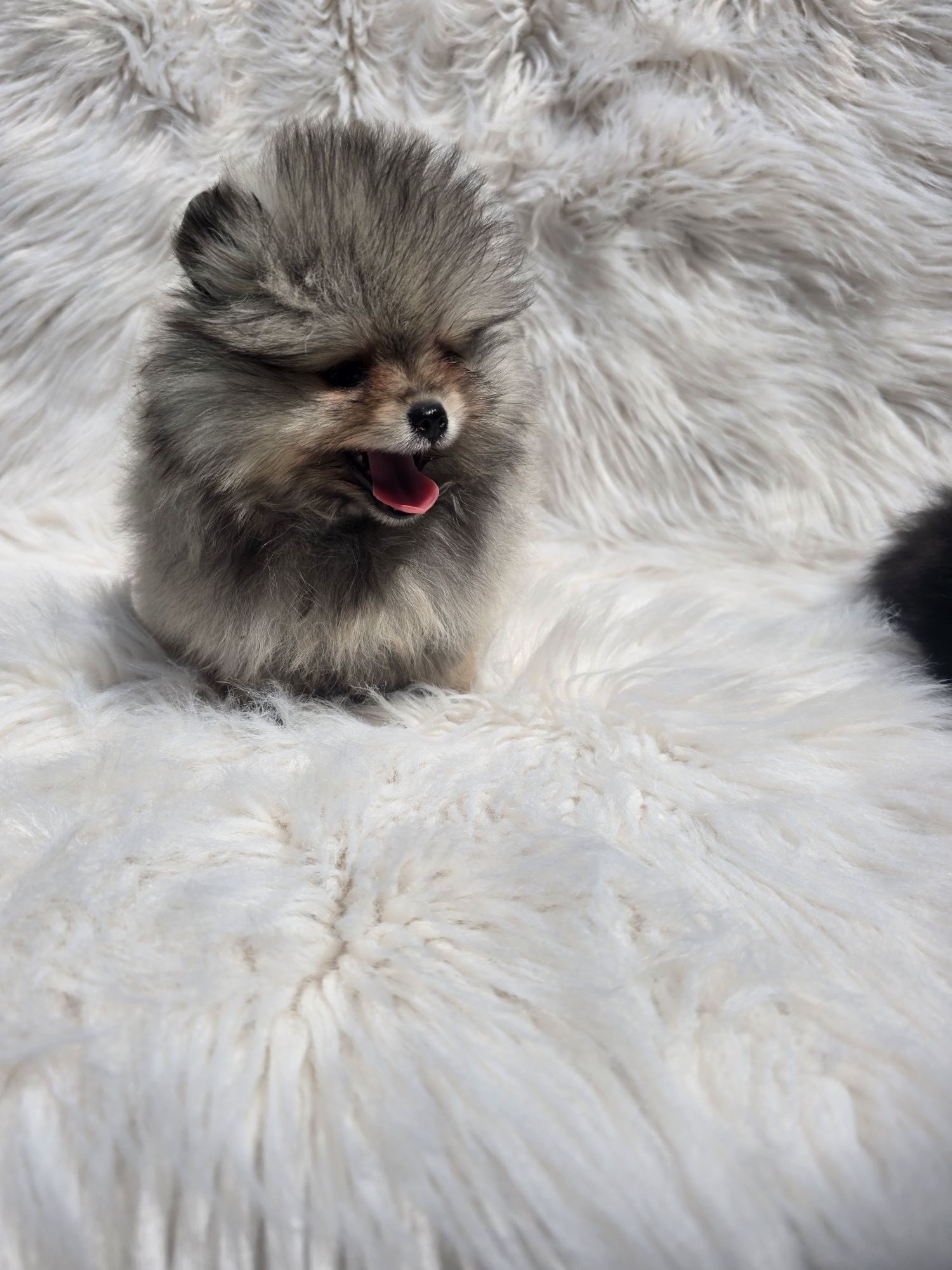 Померан мини /Mini pomeranian/ момичета